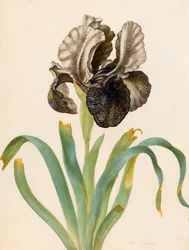 Iris Susiana